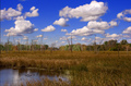 Fall Field