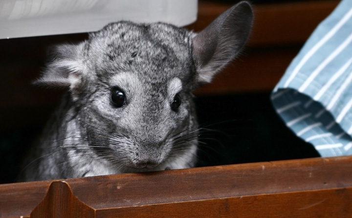 Chilla in a Drawer