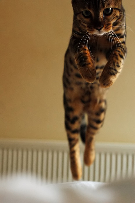The Pounce