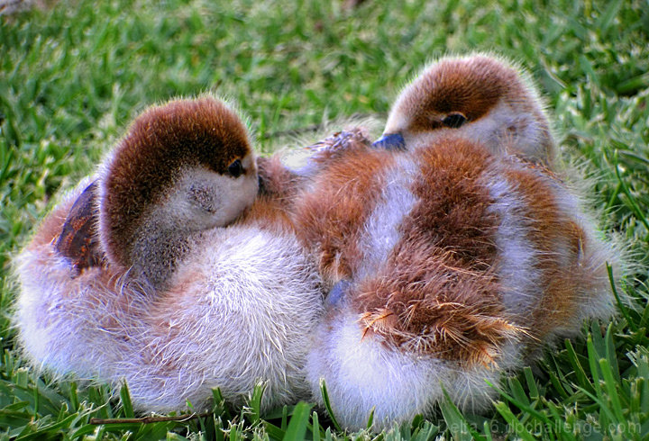 Beak Buddies
