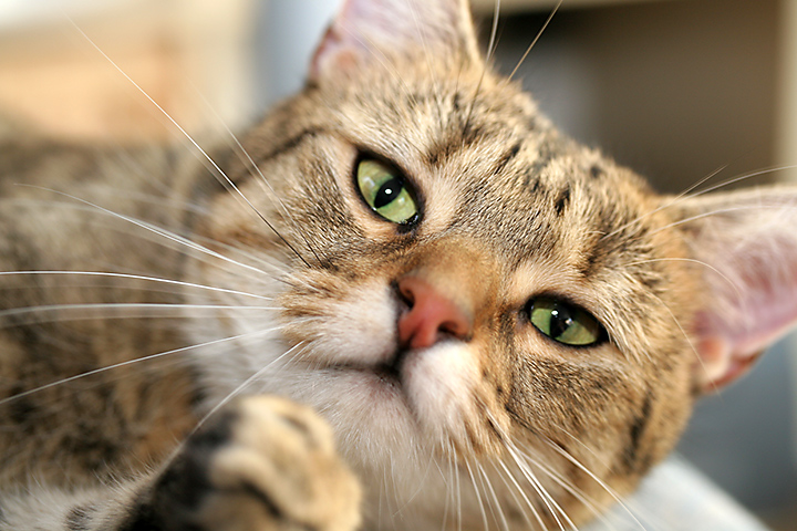 Purr?