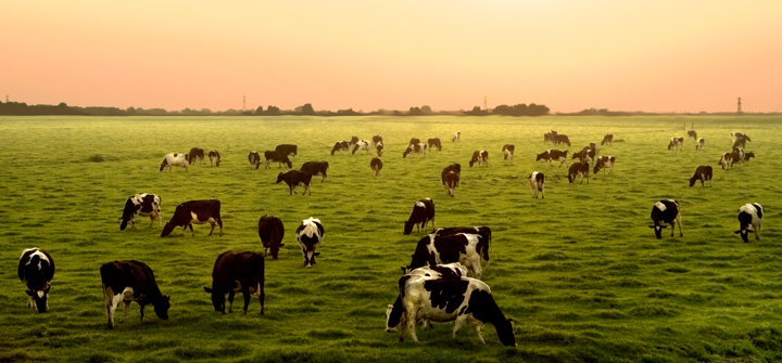 Counting cows