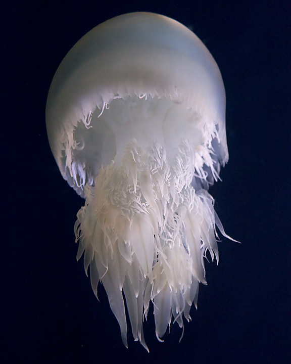 Sea Jelly