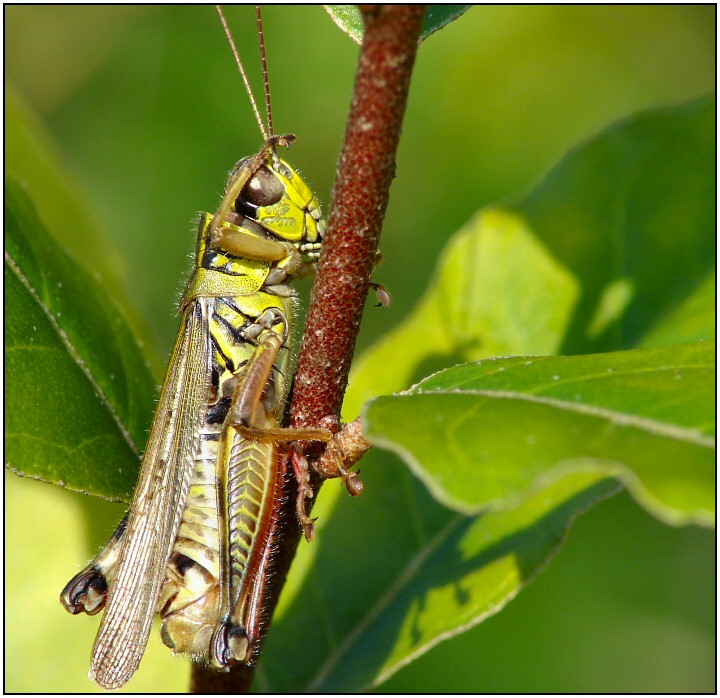 ...And Even The Insects Salute The Troops!