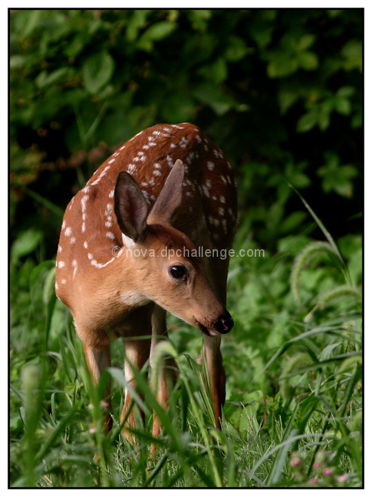 Whitetail Fawn