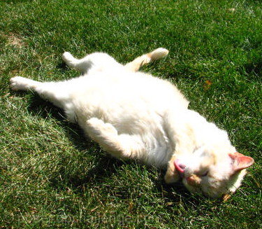 What a Life