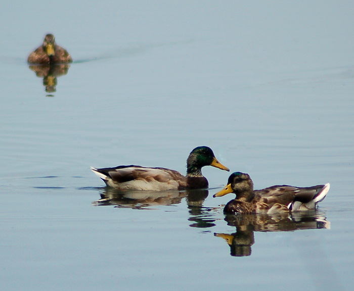 Sitting Ducks
