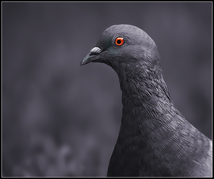 Rock Pigeon