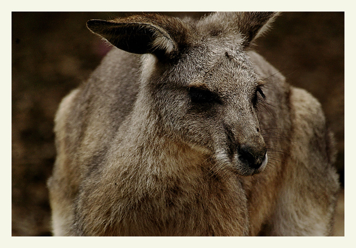 Kangaroo