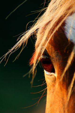 Equine Eye