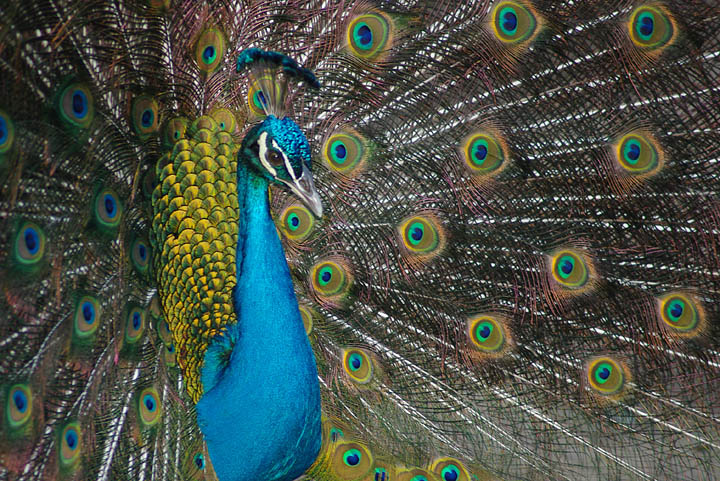 Peacock