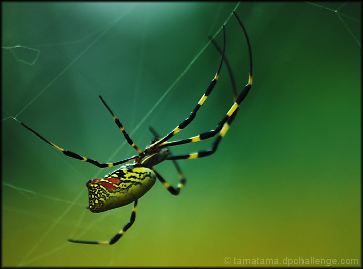 fall spider