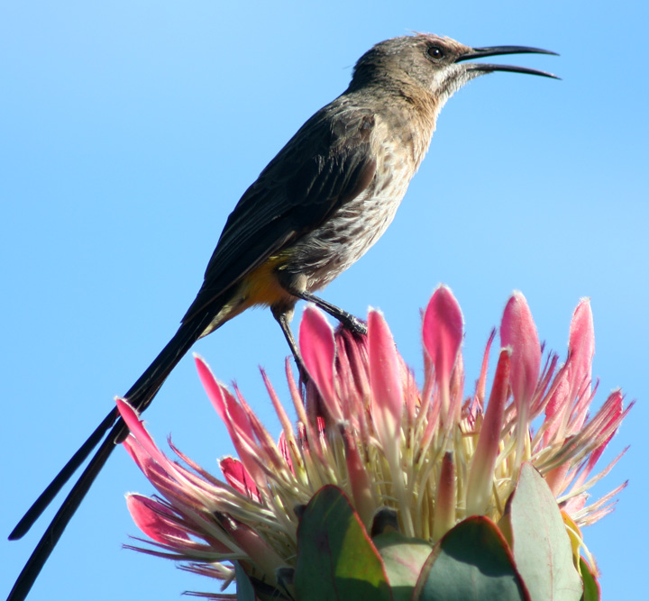 Singing His Heart Out ( Cape Sugarbird on Broad-Leafed Sugarbush)