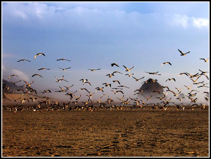 Seagulls in Flight