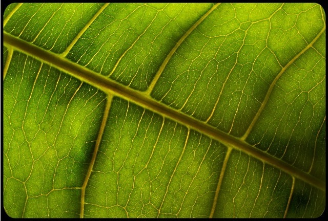 Macro Plant Study