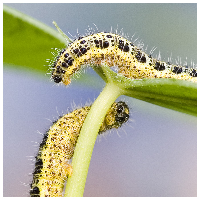 the very hungry caterpillars