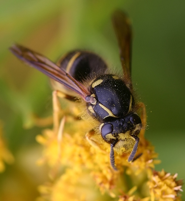 On Goldenrod