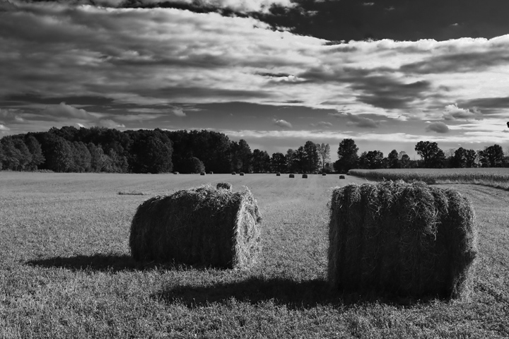 Harvest Sky