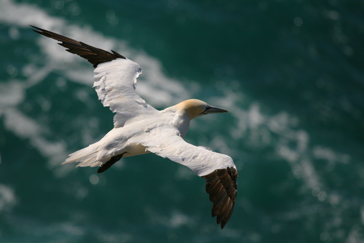 Life over turbulent waters