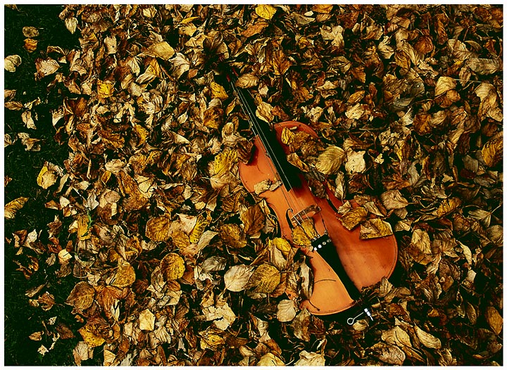 Sound Of The Leaves
