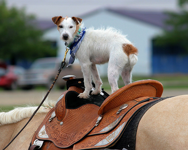 Ride Em Cowdog