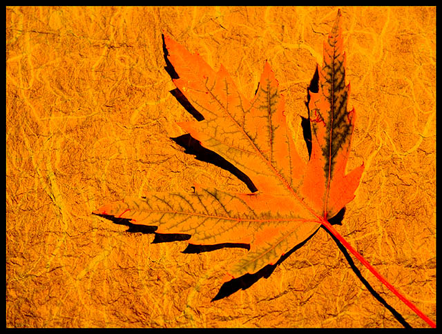 Autumn Maple