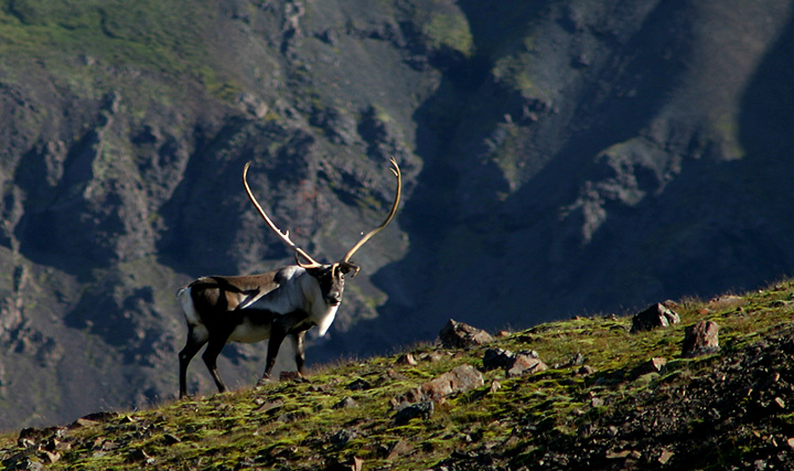 Curious reindeer