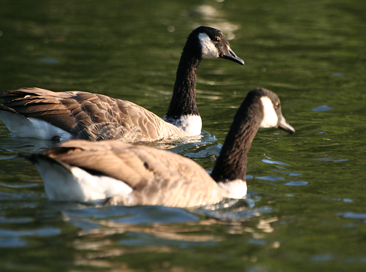 ducks