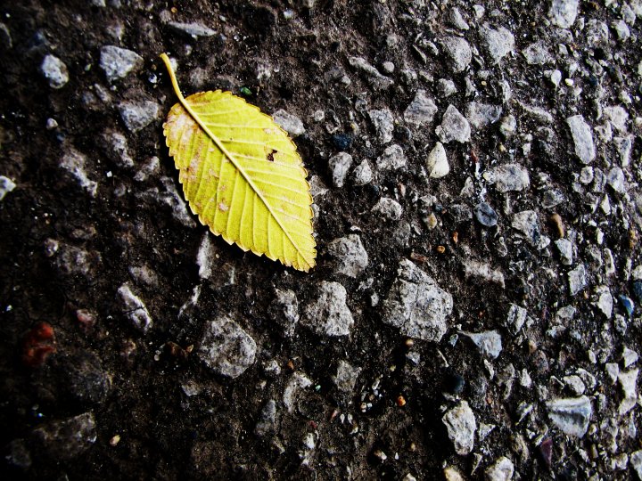 leaf