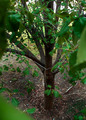 From My Treehouse