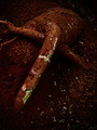 Root