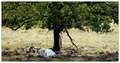 Shelter