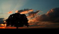 The Mighty Oak