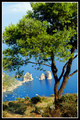 A View Atop Capri