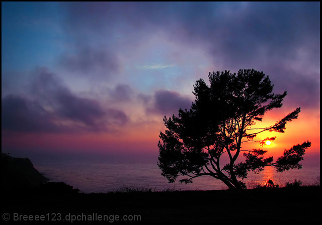 Alone Stood the Tree  ~  On the Cliffs of the Sea