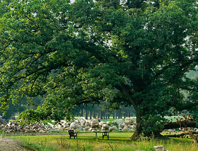 Shade of the old oak tree