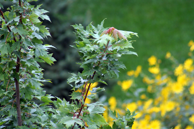 Out on a limb