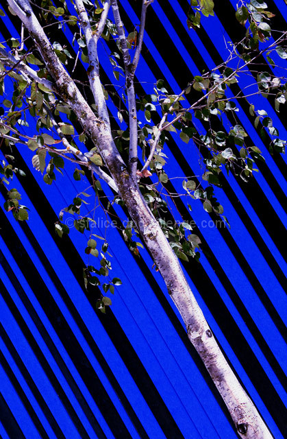 Tree on Blue & Black