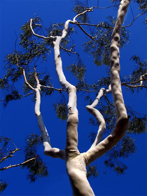 Eucalyptus Reaching