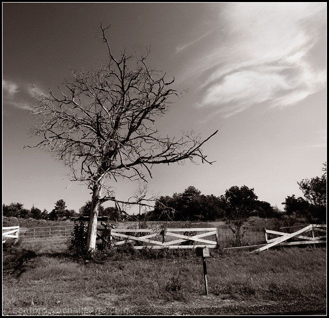 Dead Tree Standing