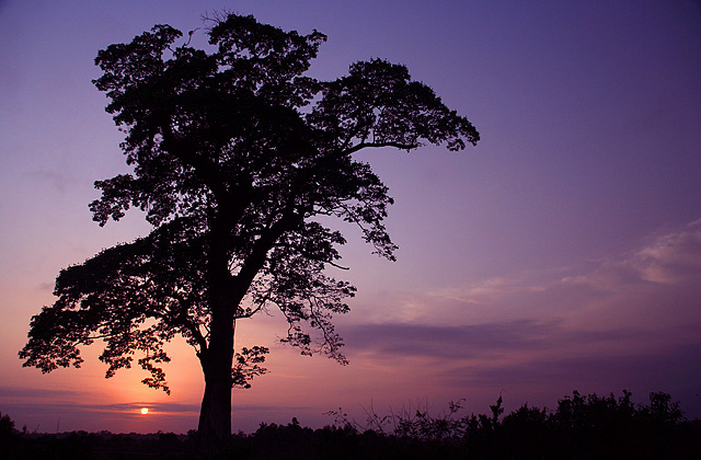 Sentinel of the Sunrise