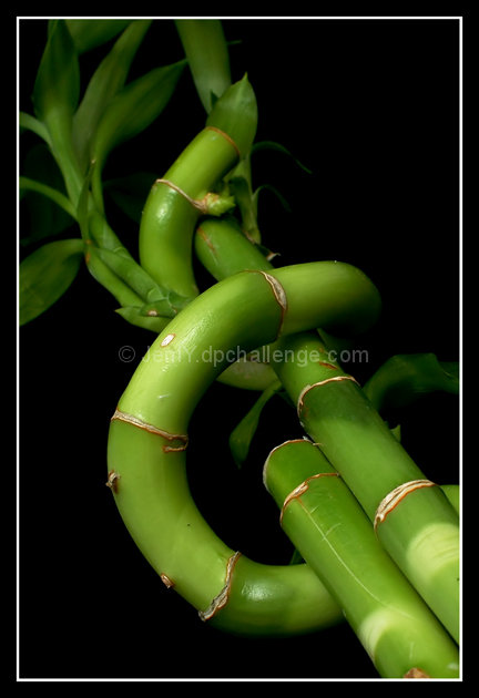 The Curling Branch of a Bamboo Stalk in a DecorativeTree Arrangement