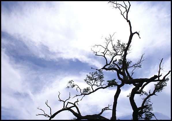 Tree Lightning