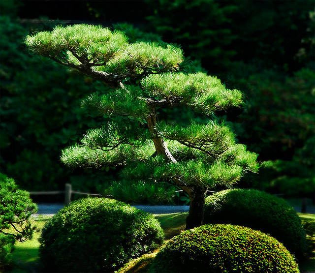 Zen Garden Pine