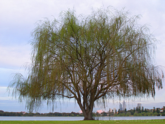 Tree With a View