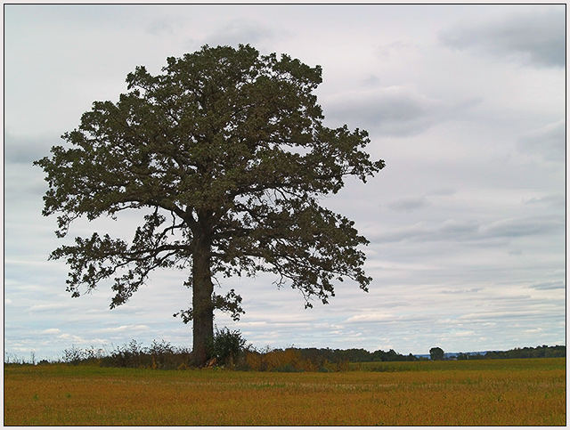 Late Summer Oak