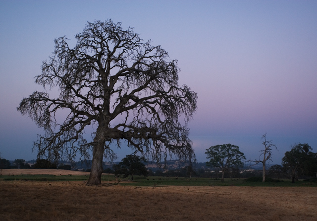 By the Light of the Moon