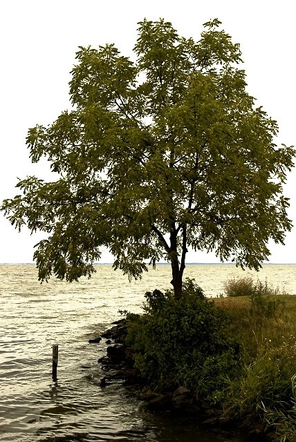 Carp Pond Inlet - Asylum Point