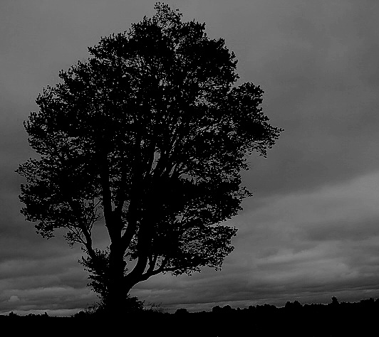 Hayfield tree