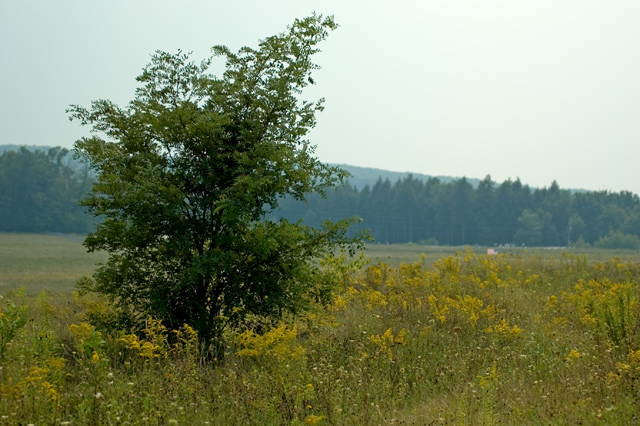 Crash Site of Flight 93:  A Simple Tree in a Hallowed Place